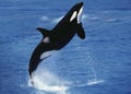 Killer Whale, orcinus orca, Adult Breaching Royalty Free Stock Photo