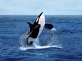 Killer Whale, orcinus orca, Adult breaching