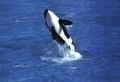 Killer Whale, orcinus orca, Adult Breaching Royalty Free Stock Photo