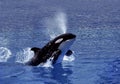 Killer Whale, orcinus orca, Adult Breaching Royalty Free Stock Photo