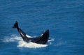 Killer Whale, orcinus orca, Adult breaching Royalty Free Stock Photo