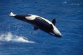 Killer Whale, orcinus orca, Adult breaching Royalty Free Stock Photo