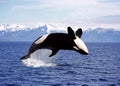 KILLER WHALE orcinus orca, ADULT LEAPING, CANADA