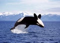 KILLER WHALE orcinus orca Royalty Free Stock Photo