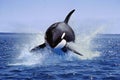 Killer Whale, orcinus orca, Adult Leaping, Canada Royalty Free Stock Photo