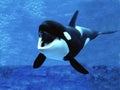 Killer Whale, orcinus orca, Adult with open Mouth