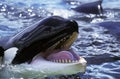 Killer Whale, orcinus orca, Adult with open Mouth Royalty Free Stock Photo