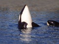 Killer Whale, orcinus orca, Adult Spy Hopping, Channel near Orca`s Island