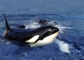 ORQUE EPAULARD orcinus orca