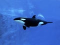 ORQUE EPAULARD orcinus orca