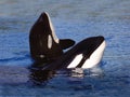 Killer Whale, orcinus orca, Adults Spy Hopping, Canada
