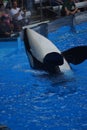 Killer Whale - Orcinus orca Royalty Free Stock Photo