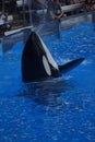 Killer Whale - Orcinus orca Royalty Free Stock Photo