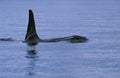 Killer Whale, orcinus orca, Dorsal Fin of Adult, Canada