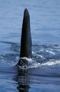 Killer Whale, orcinus orca, Dorsal Fin of Adult, Canada