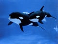 Killer Whale, orcinus orca, Female with Calf Royalty Free Stock Photo