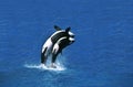 Killer Whale, orcinus orca, Female with Calf breaching Royalty Free Stock Photo