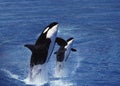 Killer Whale, orcinus orca, Female with Calf Breaching Royalty Free Stock Photo