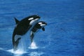 Killer Whale, orcinus orca, Female with Calf Breaching Royalty Free Stock Photo