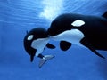 Killer Whale, orcinus orca, Female with Calf Royalty Free Stock Photo