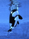 Killer Whale, orcinus orca, Female with Calf