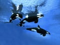 ORQUE EPAULARD orcinus orca