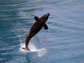 Killer whale jumping out of water Royalty Free Stock Photo