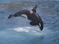 Killer whale jumping out of water Royalty Free Stock Photo