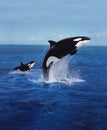 KILLER WHALE orcinus orca Royalty Free Stock Photo