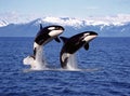 KILLER WHALE orcinus orca Royalty Free Stock Photo