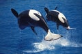 Killer Whale, orcinus orca, Mother and Calf breaching Royalty Free Stock Photo