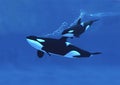 Killer Whale, orcinus orca, Mother with Calf Royalty Free Stock Photo