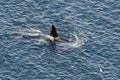 Killer Whale - Orcinus orca, Shetlands, UK