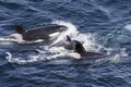 Killer Whale - Orcinus orca, Shetlands, UK