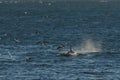 Killer whale, patagonia . Argentina Royalty Free Stock Photo