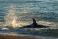 Killer whale, patagonia Royalty Free Stock Photo