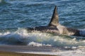 Killer whale, patagonia . Argentina