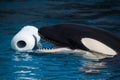 Killer Whale Playing With Toy Royalty Free Stock Photo