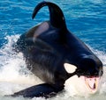 Killer whale portrait Royalty Free Stock Photo