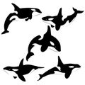 Killer whale set of silhouettes isolated