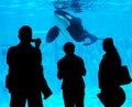 Killer whale shamu closeup Royalty Free Stock Photo
