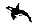 Killer whale - stock vector silhouette of a marine mammal. ÃÅ¾rca is a marine cetacean for a logo or pictogram.