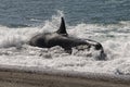 Killer whale stranding, Peninsula valdes, Royalty Free Stock Photo