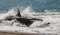 Killer whale stranding, Peninsula valdes, Royalty Free Stock Photo