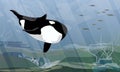 The killer whale swim in the dark cold waters of the ocean and hunts for a school of fish. Orcinus orca. Animals of the Arctic and