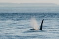 Killer whale swimming underwater and having fun Royalty Free Stock Photo