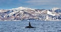 Killer whale swims along the coast of the island of Hokkaido in the Kunashir Strait. Huge fin sticks out of the water.