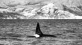 Killer whale swims along the coast of the island of Hokkaido in the Kunashir Strait. Huge fin sticks out of the water.