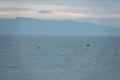 Killer whale swims near the fishermen& x27;s boat Royalty Free Stock Photo