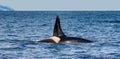 Killer whale swims In the open sea in the Kunashir Strait. Huge fin sticks out of the water.